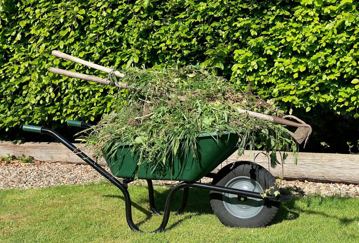 Wheelbarrow loaded with fresh green garden waste beside a tidy hedge